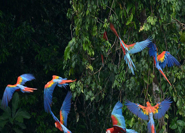 3d2n manu jungle