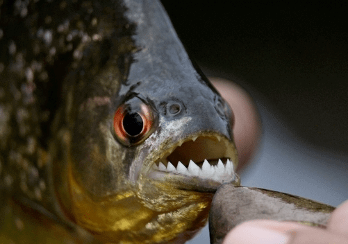 piranas pesca
